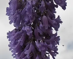 Jacaranda mimosifolia 