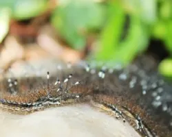 Hylesia metabus