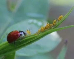 Coccinella septempunctata