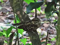 Nyctidromus albicollis