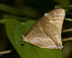 Mariposa Misionera Morpho aega