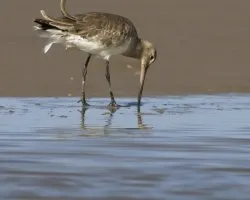 Limosa haemastica