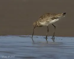 Limosa haemastica