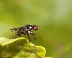 Insecto alado