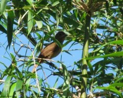 Tachyphonus coronatus