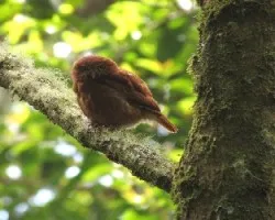Glaucidium costaricanum