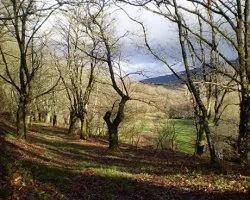 Camino de Santiago II