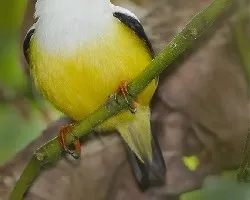 Manacus candei