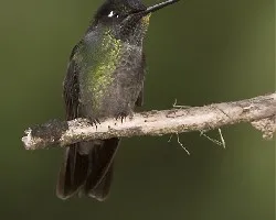 Eugenes fulgens