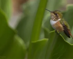 Selasphorus scintilla