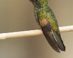 Eupherusa eximia