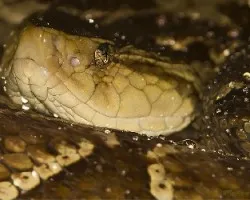 Bothrops asper