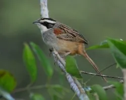 Aimophila ruficauda