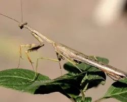 Mantis