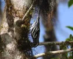 Mniotilta varia