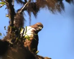 Buteo jamaicensis