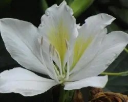 Bahuinia purpurea