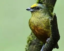 Euphonia gouldi