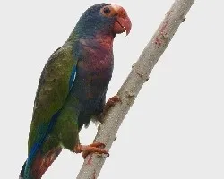 Pionus senilis