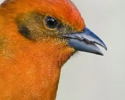 Piranga bidentata