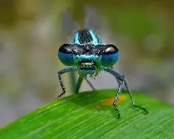 Coenagrion puella