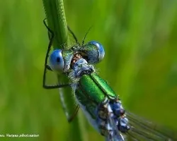 Lestes sponsa