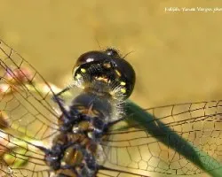 Leucorrhinia dubia