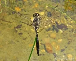 Leucorrhinia dubia