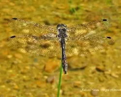 Leucorrhinia dubia