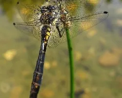 Libelula