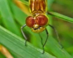Coenagrion puella
