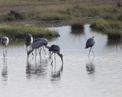 Mycteria ibis