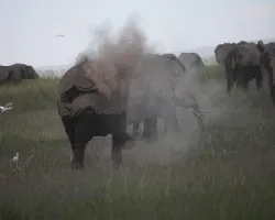 Loxodonta africana