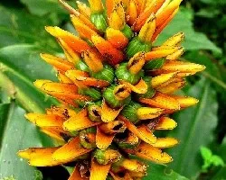 Renealmia cernua