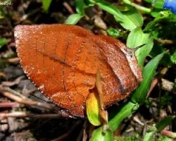 Una Hoja Voladora