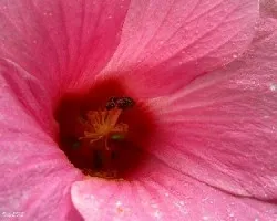 Meollo floral
