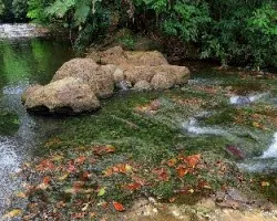 Río alfombrado
