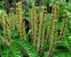 Schefflera