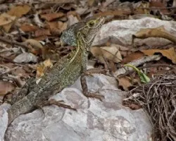 Basiliscus vittatus