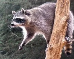 Procyon lotor