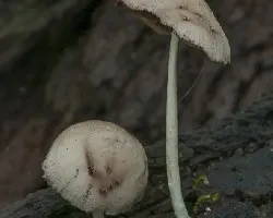 Hongos 1