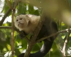 Cebus capucinus