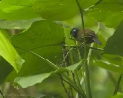 Myrmeciza exsul