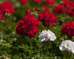 Pelargonium zonale