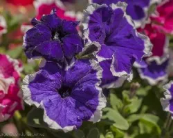 Petunia 