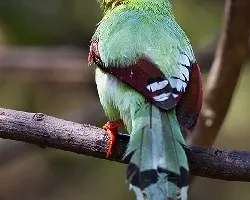 Cissa chinensis