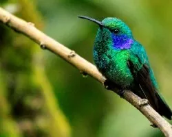 Colibri thalassinus