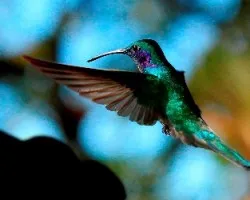 Colibri thalassinus