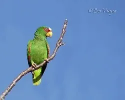 Amazona albifrons
