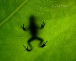 Contraluz